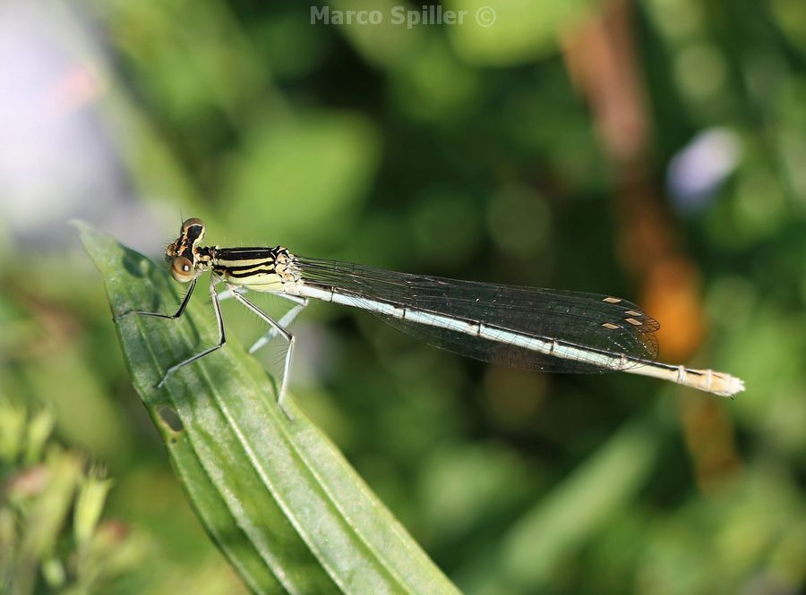 Platycnemis pennipes